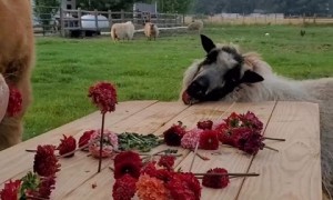 A throwback to when Thor and his favorite gal Clementine had a Dahlia picnic together! 🌺