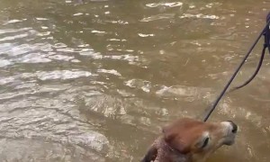 Group of Friends Rescues Cow From Lake