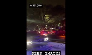 Deer causes chaos at car meet by smacking into vehicle