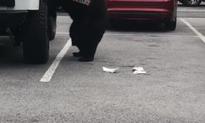 Bear Breaks into Car for a Snack in Hotel Parking Lot