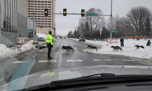 Traffic Stopped for Dog Sledding Race