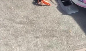 Great Crawfish Jailbreak