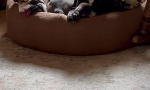 These Dogs Know That Sharing is Caring