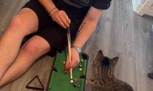 Cat Learns To Play Pool