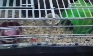 The Guinea Pig Barber Shop