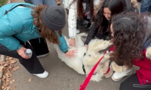 Lord Humphrey Is Great With The Ladies