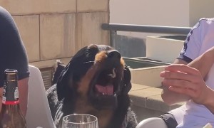 Rottweiler Puppy Tries To Break Up The Boys