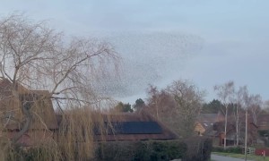 Beautiful Starling Murmuration Creates Stunning Formations
