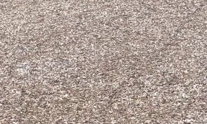 Grandpa Kicks It Into High Gear to Catch Grandkid