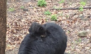 Cub Rides Piggyback on Mama Bear