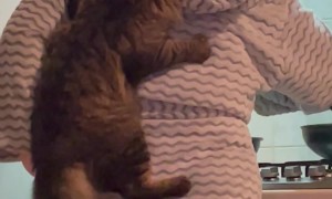 Cat And Bird Tussle For Attention