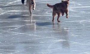 Golden Retrievers Play on the Ice