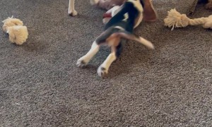 Tater And Boomer Play Clean