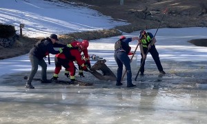 Firefighters rescue elk from icy pond