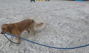 The Adventures Of Honey And Smartie