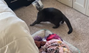 Cat Gets Treat Container Stuck on Its Head