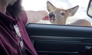 My Husband the Deer Whisperer