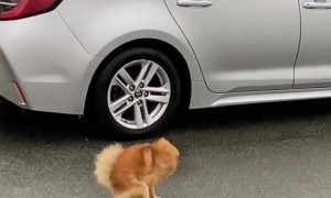 Tiny dog's comical attempt to answer nature's call on a windy day