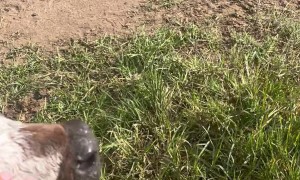 Newborn Calf Follows Woman Around Pasture