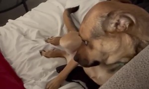 When Dogs Are Left Alone, They Howl