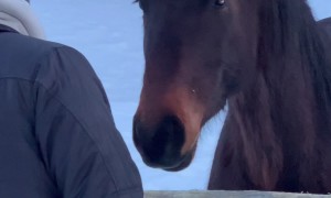 Freedom The Funny Horse