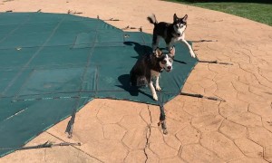 Husky Finds Portal to the Pool