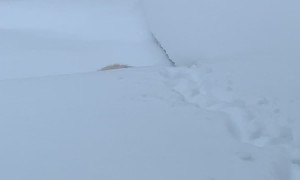 Snow Kitty Struggles To Get Around