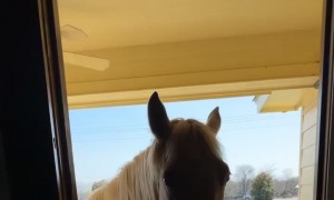 It's Peppy's World And We're Just Living In It