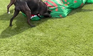 The Story Of The Boxers Against The Dinosaur