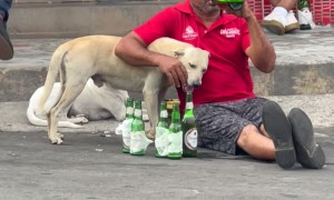 Mans Best Friend... And Arm Rest