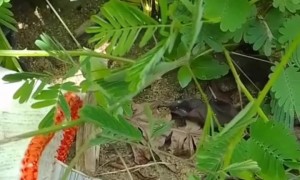 Don't Touch The Shrinking Plant