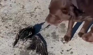 Fur Children Find Injured Crow