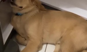 Falling Asleep In The Fridge