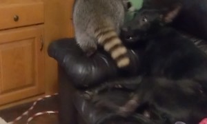 That's A Strange Looking Dog