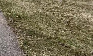 Happy Birthday Coco The Bulldog