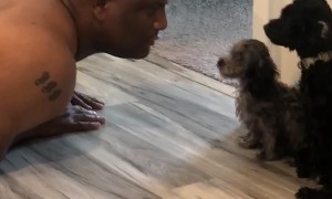 When Your Dad Puts Your Dogs Through “Man Camp”