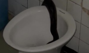 Massive Python Slithers into Toilet
