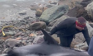 DFO Workers Help Dolphins Stuck in Ice