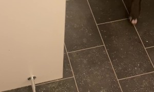 Happy Doggo Gets Excited for Snow