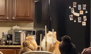 Cats Sit in Ominous Circle