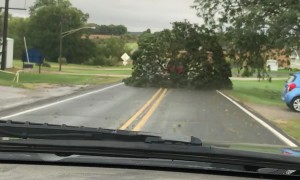 Truck Drags an Entire Tree Down the Road