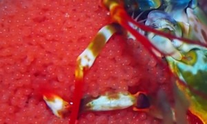 Mantis Shrimp Holding Eggs
