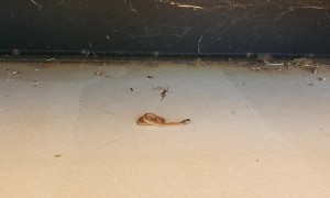 West Brown Snake meets Red Back Spider