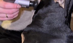 Dog Loves Being Massaged with a Massage Gun
