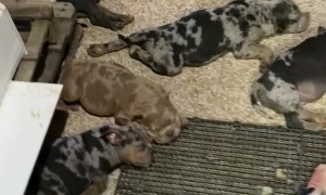 American Bully Puppies Cool Off in Front of Fan