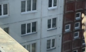 Some Birds More Successful Than Others at Grabbing Cookies