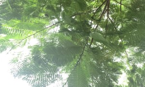 Blue Jay Steals Woman's Earbud