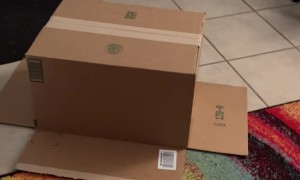 Playful Kittens Trap Brother Under Box