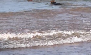 Dogs Play Along Beach in Brazil