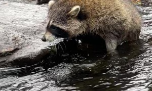 A Couple Of Absolute Units Fording the River